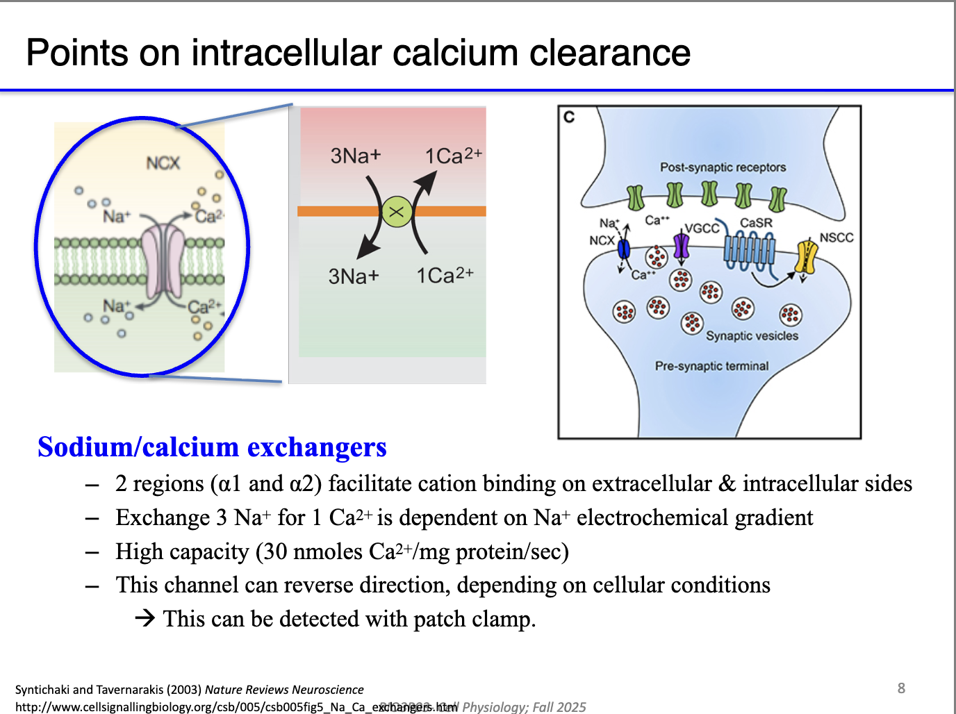 <ul><li><p class="isSelectedEnd"><strong><span>Secondary active transport</span></strong><span>: uses Na⁺ gradient (maintained by Na⁺/K⁺-ATPase) to export Ca²⁺.</span></p></li><li><p class="isSelectedEnd"><strong><span>Fast</span></strong><span>, always running in the background—no calmodulin required.</span></p></li><li><p class="isSelectedEnd"><span>Critical in </span><strong><span>presynaptic terminals</span></strong><span>, where Ca²⁺ must be cleared quickly to stop continuous vesicle fusion.</span></p></li><li><p><span>Prevents excess transmitter release by removing Ca²⁺ after each action potential.</span></p></li></ul><p></p>