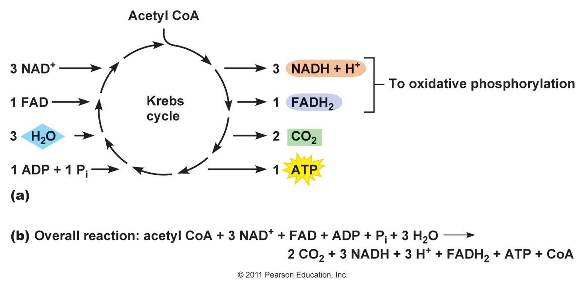 <ul><li><p>occurs in the MATRIX (of mitochondria)</p></li><li><p>pryuvate is converted to Acetyl-CoA, then to Citric Acid</p></li><li><p>this is then broken down into CO2 and H + 2 ATP molecules, plus some NADH</p></li></ul>