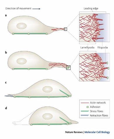 <ul><li><p>Powers cell movements through organization of actin filaments to push out cell membrane</p></li><li><p>Observed through formation of filopodia and lamellipodia in a migrating cell</p><ul><li><p>Forms leading edge of cell </p></li><li><p>Forms fan-like expansions of cell membrane (lamellipodia)</p></li><li><p>Forms finger-like filopodia extensions of cell membrane</p></li><li><p>Initiates movement to desired direction</p></li></ul></li></ul><p></p>