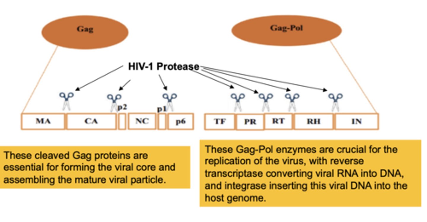 <p>cleaves the polyprotein products of the HIV genome</p>