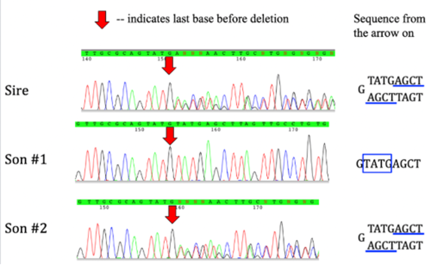<p>- sire and son 2 have sequence overlap</p><p>- 4-base deletion</p>