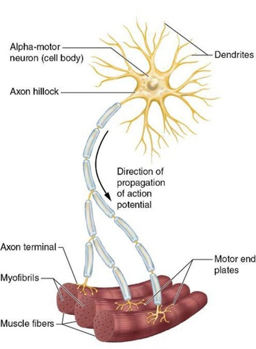 <p>A single alpha motor neuron and the myofibrils it innervates.</p>