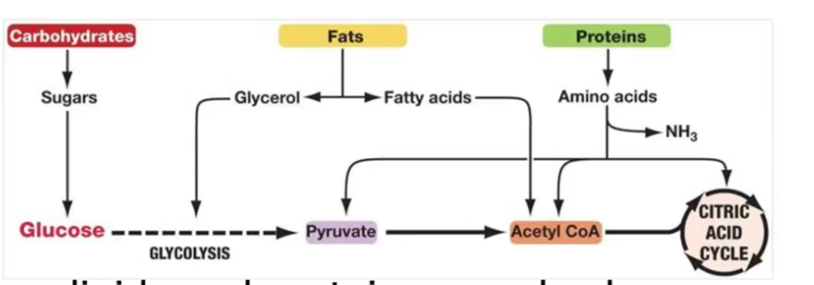 Lipids and proteins can also be processed for energy here, enter as 2-C fragments. 