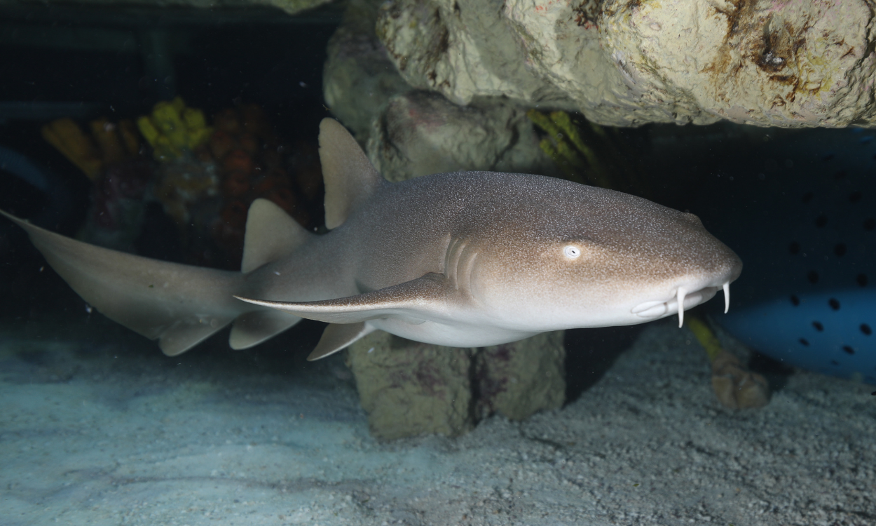 <p>nurse sharks</p>
