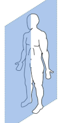 <p>left and right </p>