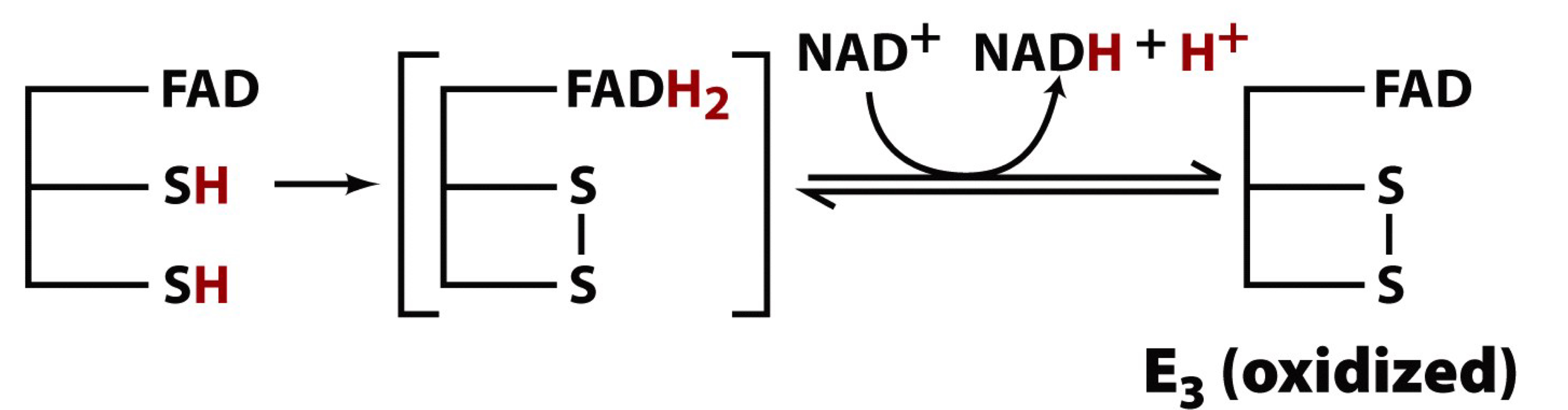 the FAD group of E3 oxidizes the reduced dithiols of E2 forming FADH2

FAD is the fourth cofactor involved. this prosthetic group serves as the oxidant to convert reduced dithiols back to the active oxidized disulfide form

E3-FAD becomes reduced to E3-FADH that immediately passes the electrons on to NAD+ to eventually form NADH (third product of PDH)