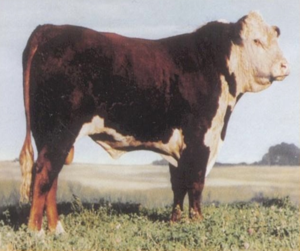 <ul><li><p>﻿originated in <u>lowa</u>.</p></li><li><p>﻿They are <u>modern Herefords minus</u> the <u>horns</u>; <u>white faces</u> and <u>red bodies</u>.</p></li><li><p>﻿Superior foraging ability, vigor and hardiness. They <u>produce more calves</u> under <u>adverse conditions</u>. They are <u>popular for their general producing ability.</u></p></li></ul>