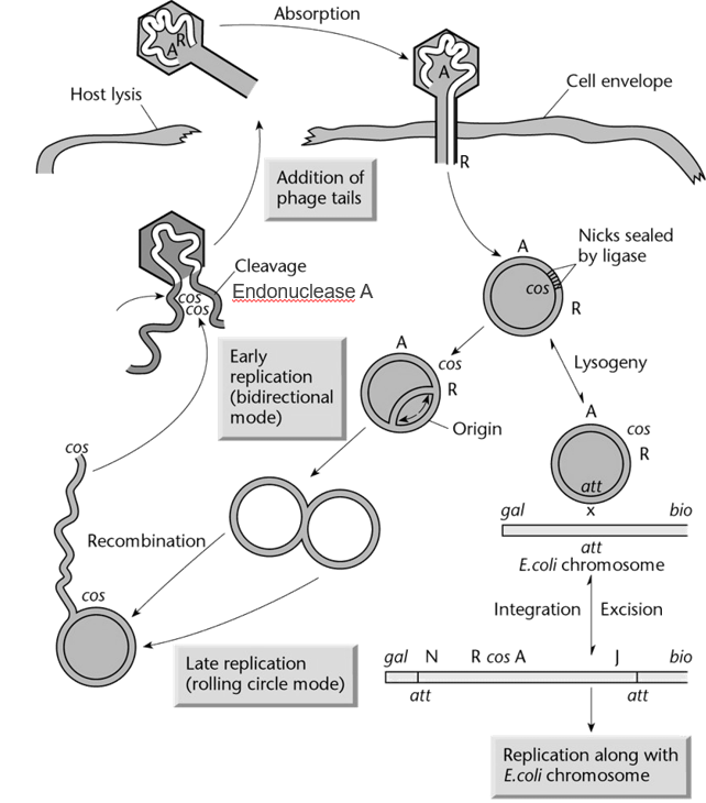 <ul><li><p>cos → Cohesive end sites</p></li><li><p>Phage DNA contains two cos sites, one at each end of the linear DNA molecule.</p></li><li><p>When the phage DNA is inserted in the host bacteria, the two cos sites can recognize each other and form a circular DNA molecule. In this conformation, the DNA can be replicated and participate in either the lysogenic cycle or the lytic cycle.</p></li><li><p>The cos sites also allow enzymes involved in the assembly of phage particles to package a single DNA molecule into each phage. This process happens in the host cell (e.g. bacteria).</p></li></ul><p></p>