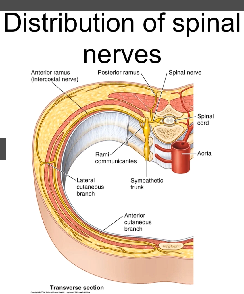 <p>as you can see in this image, we can identify in this transverse cut of the body, that the spinal cord is inside the vertebra, specifically in the vertebral canal. the anterior and posterior roots join together to form the spinal nerve. </p><p>the spinal nerve again subdivides, and you can see here, the posterior or dorsal ramus, and you can see the different rami are going to be distributed across the skin of the back and the musculature of the back</p><p>the anterior rami on the other hand, is going to eventually reach all the anterolateral body wall as well as the rest of the structures in the body. (she literally got this from tracing the picture and looking at the slides, that’s why the PICTURE and SLIDES are important, this is ANATOMY) </p>
