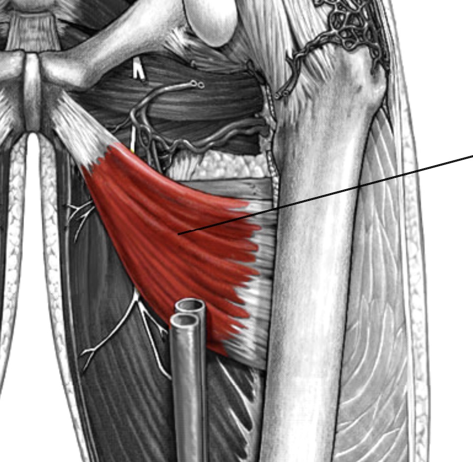 <p>Which muscle of the femur is:</p><ul><li><p>Inferior to pectineus, superior to adductor longus</p></li><li><p>Action: adducts hip</p></li><li><p>Nerve: obturator</p></li></ul><p></p>