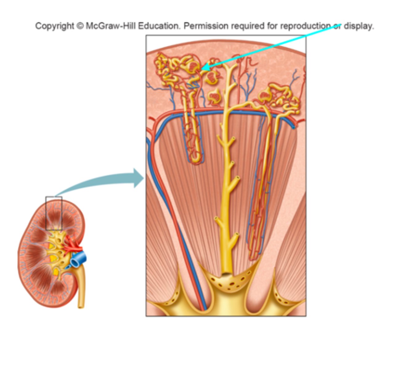 <p>What structure of the kidneys is the blue arrow pointing at?</p>
