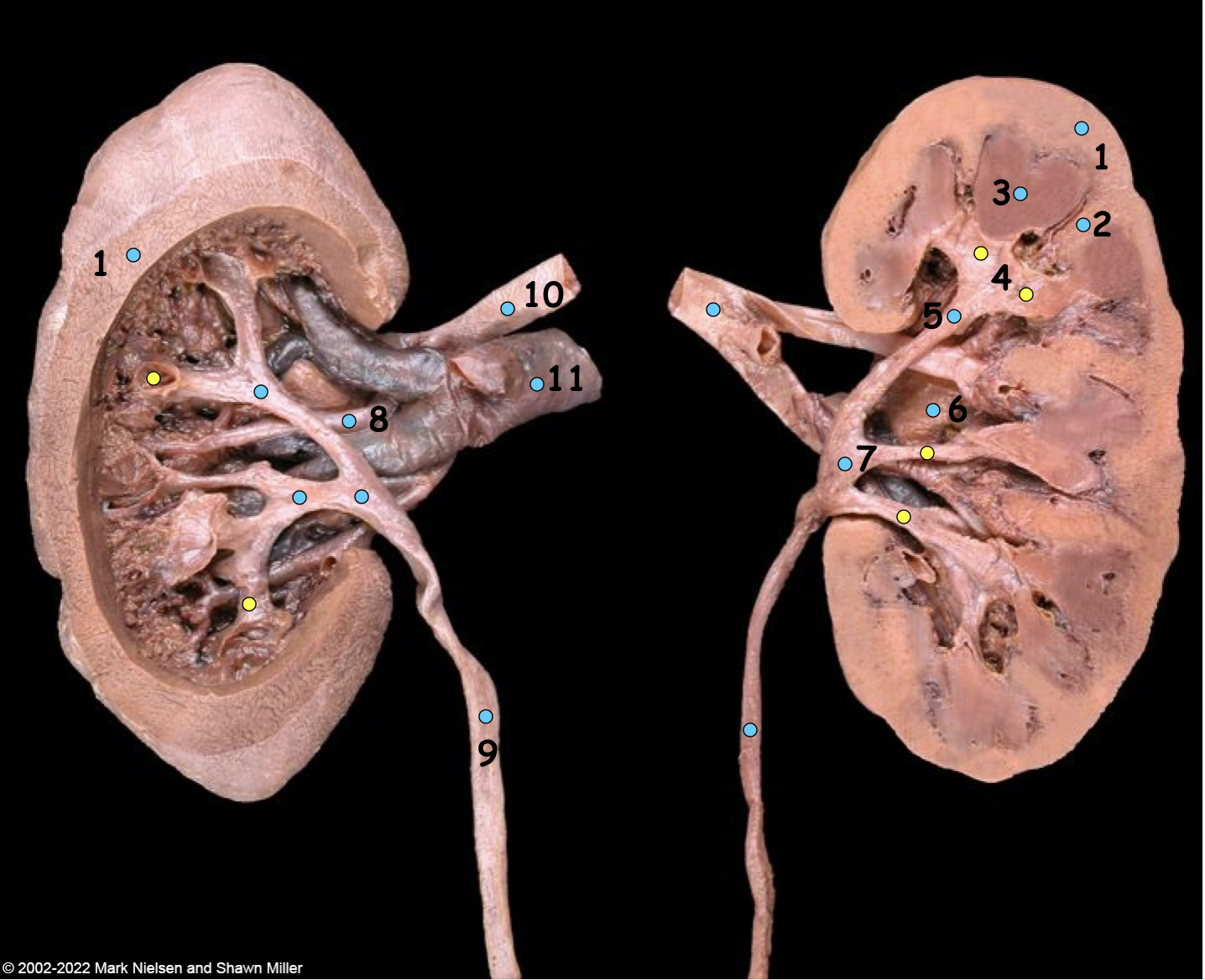 <p>What is number 7</p>