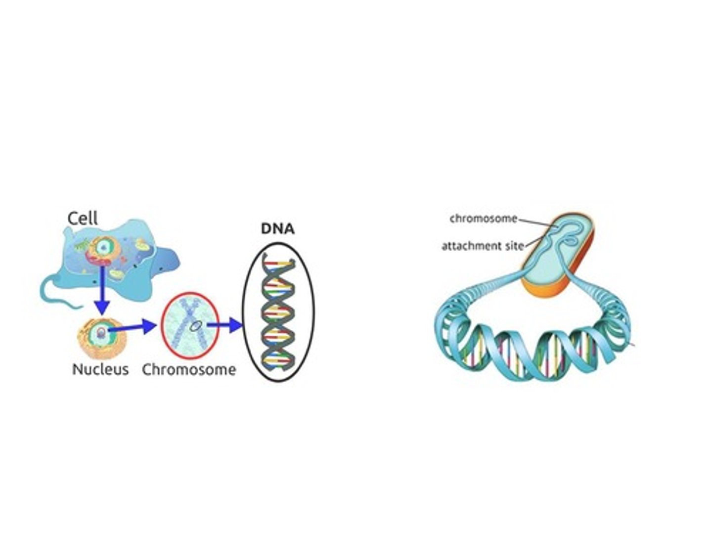 <p>In the nucleoid region.</p>