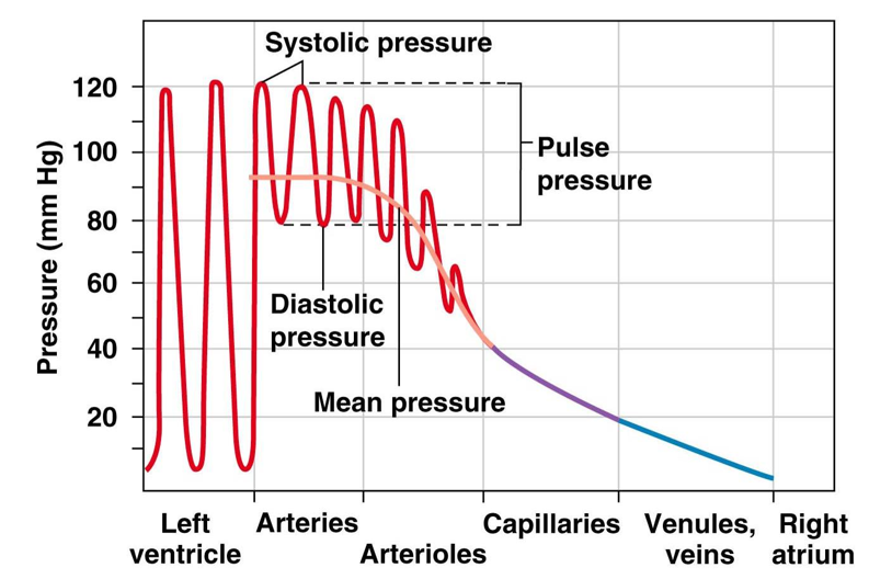 <p><strong>pulse pressure</strong> = systolic pressure - diastolic pressure</p><p><strong>mean arterial pressure</strong> = diastolic pressure +1/3(pulse pressure)</p><ul><li><p>estimate of integration under the curve (cyclic)</p></li><li><p>proportional to cardiac output x arteriole resistance </p></li></ul>