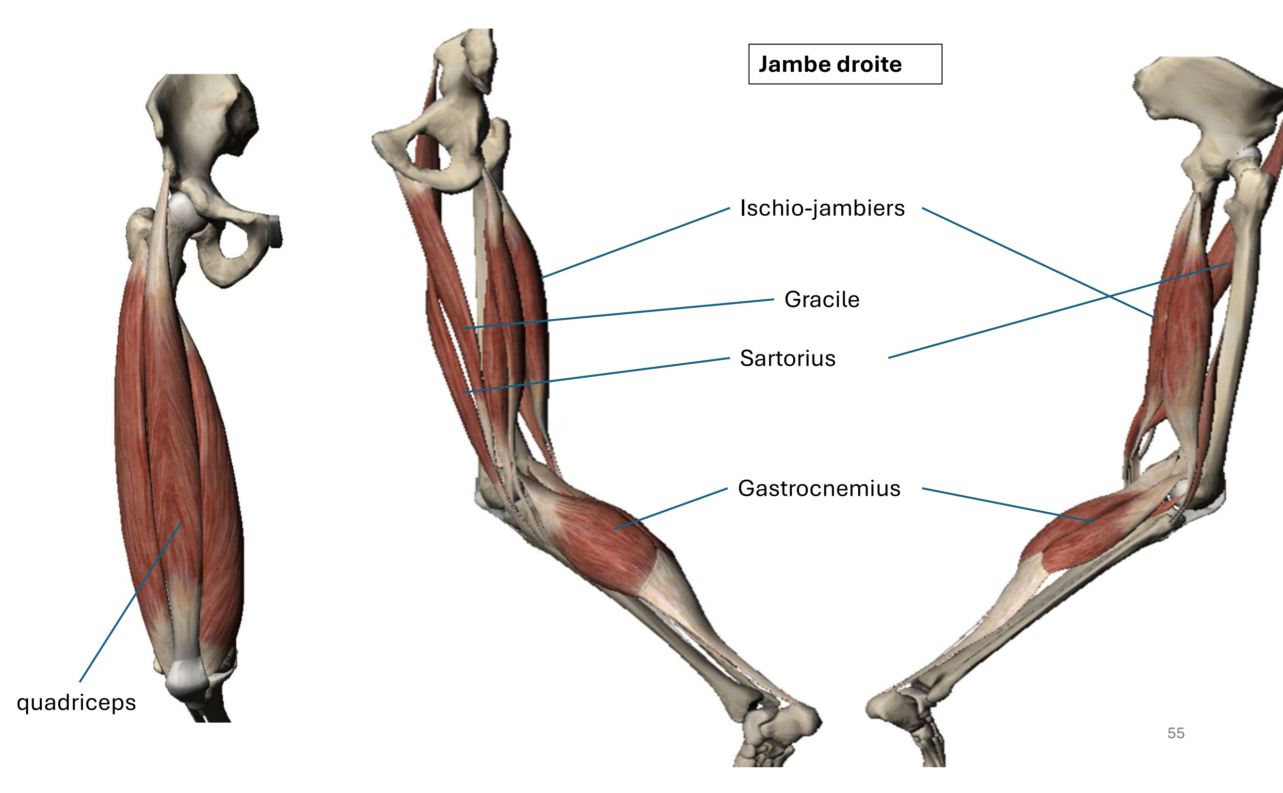 <p>Quadriceps (extension), ischio-jambier + sartorius + gracile + gastrocnémius (flexion)</p>