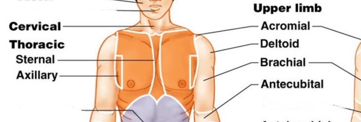 <ol><li><p>Cervical</p></li><li><p>Thoracic</p></li><li><p>Sternal</p></li><li><p>Axillary</p></li><li><p>Upper limb</p></li><li><p>Acromial</p></li><li><p>Deltoid</p></li><li><p>Brachial</p></li><li><p>Antecubital</p><p></p></li></ol>
