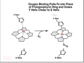 <ul><li><p>A shift of the F-helix</p><ul><li><p>histidine is in this helix</p></li><li><p>changes interactions</p></li></ul></li><li><p>rotation of one alpha-beta dimer</p></li></ul><p></p>