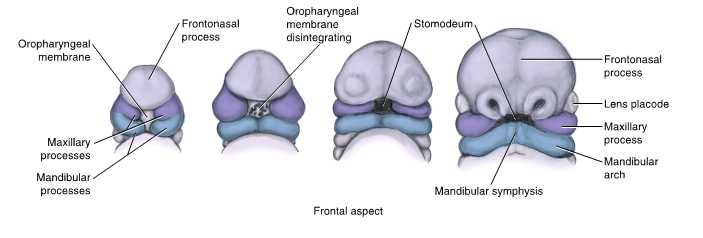 <ul><li><p>stomodeum</p></li><li><p>is limited in depth by the oropharyngeal membrane which eventually disintegrates, allowing the cavity to connect to the developing digestive tract</p></li></ul><p></p>