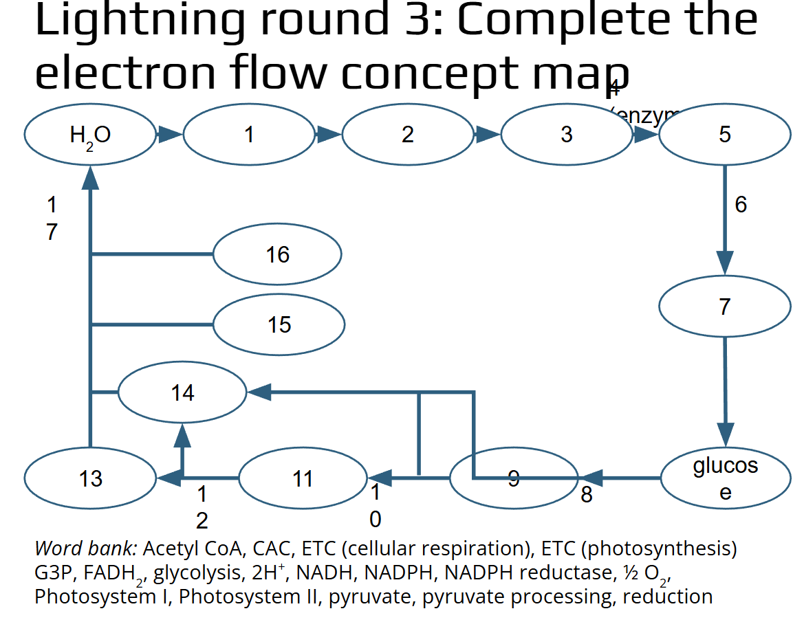 <p>Complete the electron flow concept map.</p><p style="text-align: left;"><em>Word bank: </em>Acetyl CoA, CAC, ETC (cellular respiration), ETC (photosynthesis) G3P, FADH2, glycolysis, 2H+, NADH, NADPH, NADPH reductase, ½ O2, Photosystem I, Photosystem II, pyruvate, pyruvate processing, reduction</p><p style="text-align: left;"> </p><p style="text-align: left;">Questions</p><p style="text-align: left;">1</p><p style="text-align: left;">2</p><p style="text-align: left;">3</p><p style="text-align: left;">4</p><p style="text-align: left;">5</p><p style="text-align: left;">6</p><p style="text-align: left;">7</p><p style="text-align: left;">8</p><p style="text-align: left;">9</p><p style="text-align: left;">10</p><p style="text-align: left;">11</p><p style="text-align: left;">12</p><p style="text-align: left;">13</p><p style="text-align: left;">14</p><p style="text-align: left;">15</p><p style="text-align: left;">16</p>