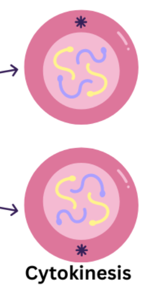 <ul><li><p>cytoplasm of cell divides</p></li><li><p>two new cells formed </p></li></ul><p></p>