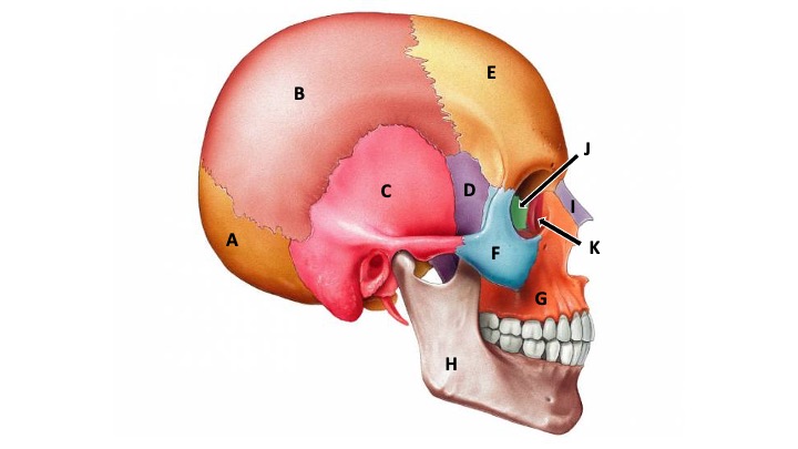<p>What type of bone marking is this? (hint: it’s deep to the mastoid process)</p>
