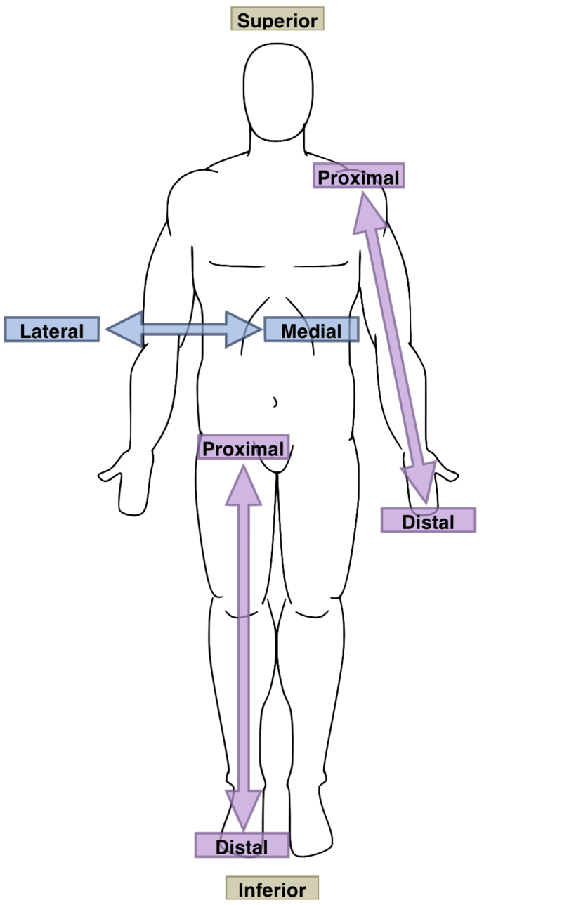 <p>the part closer to the point of attachment. The elbows are proximal to the hands.</p>