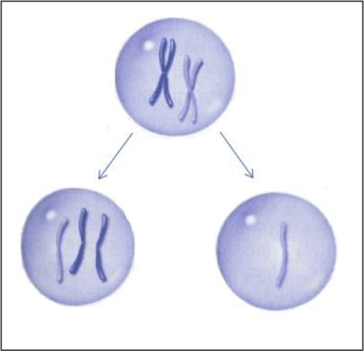 <p>the failure of one or more pairs of homologous chromosomes or sister chromatids to separate normally during nuclear division, usually resulting in an abnormal distribution of chromosomes in the daughter nuclei</p>