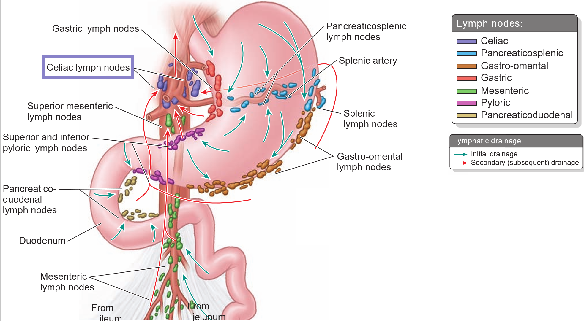 <p><strong>Celiac lymph nodes</strong>, which are located at the base of the <strong>celiac trunk</strong> and receive lymph from foregut structures.</p>