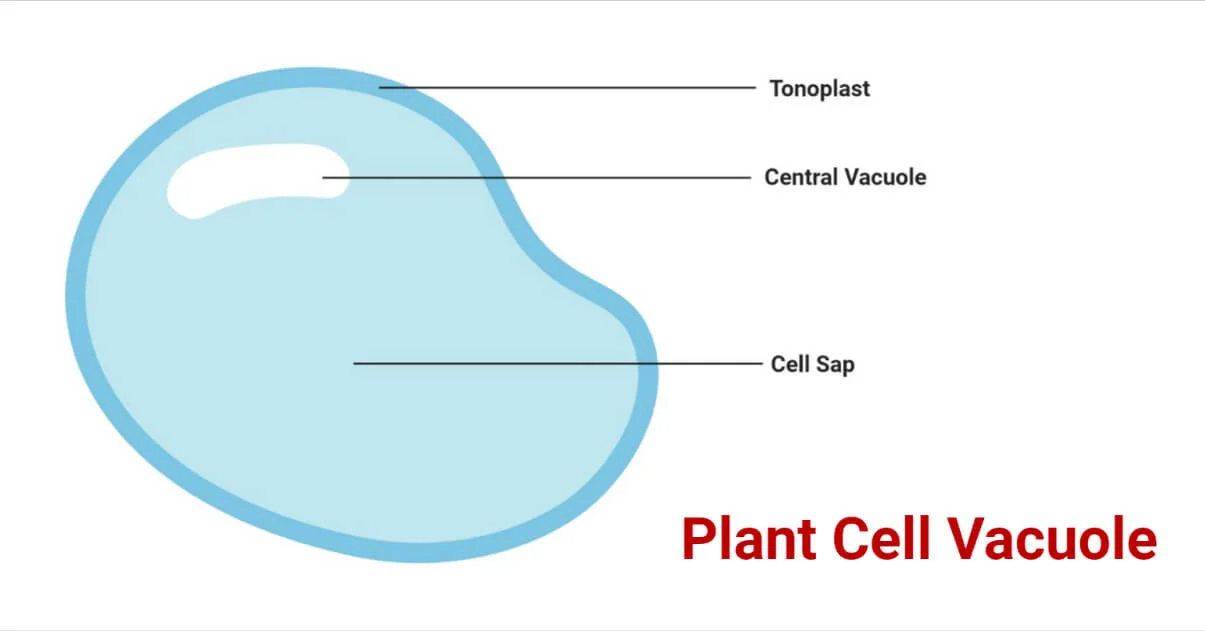 <p>vacuoles</p>