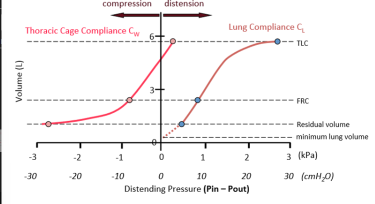 <p>Lung compliance lowest towards TLC</p><ul><li><p>if you take a deep breath in and try to breathe again it is very difficult to breathe.</p></li></ul><p>Normal compliance ca. 1.5L.kPa-1</p><p>Lung and thoracic cage compliance similar around FRC</p><ul><li><p> slope of line is identical → so chest wall and lung are similar in there stretchiness. </p></li></ul>