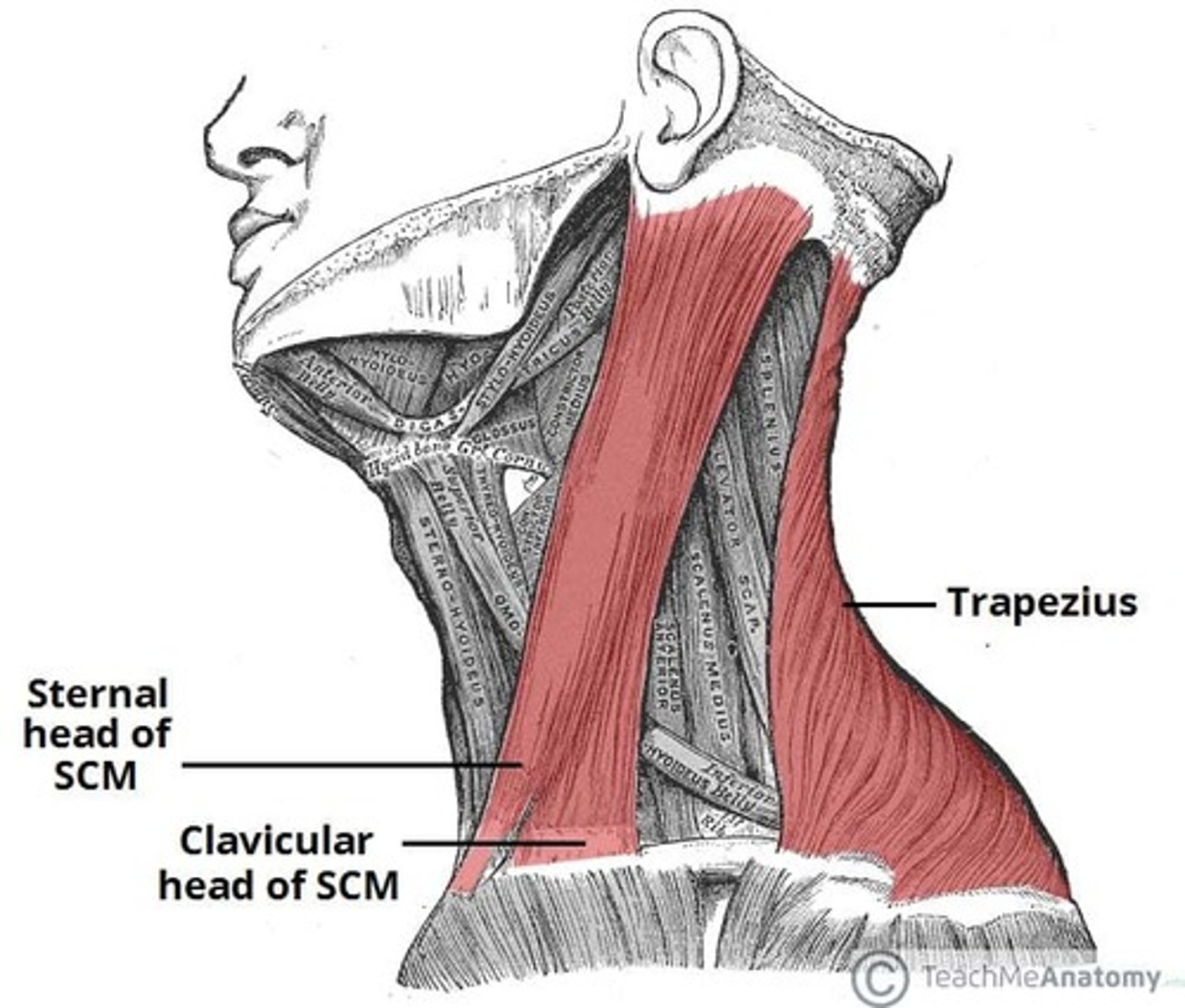 <p>clavicle- medial third</p>