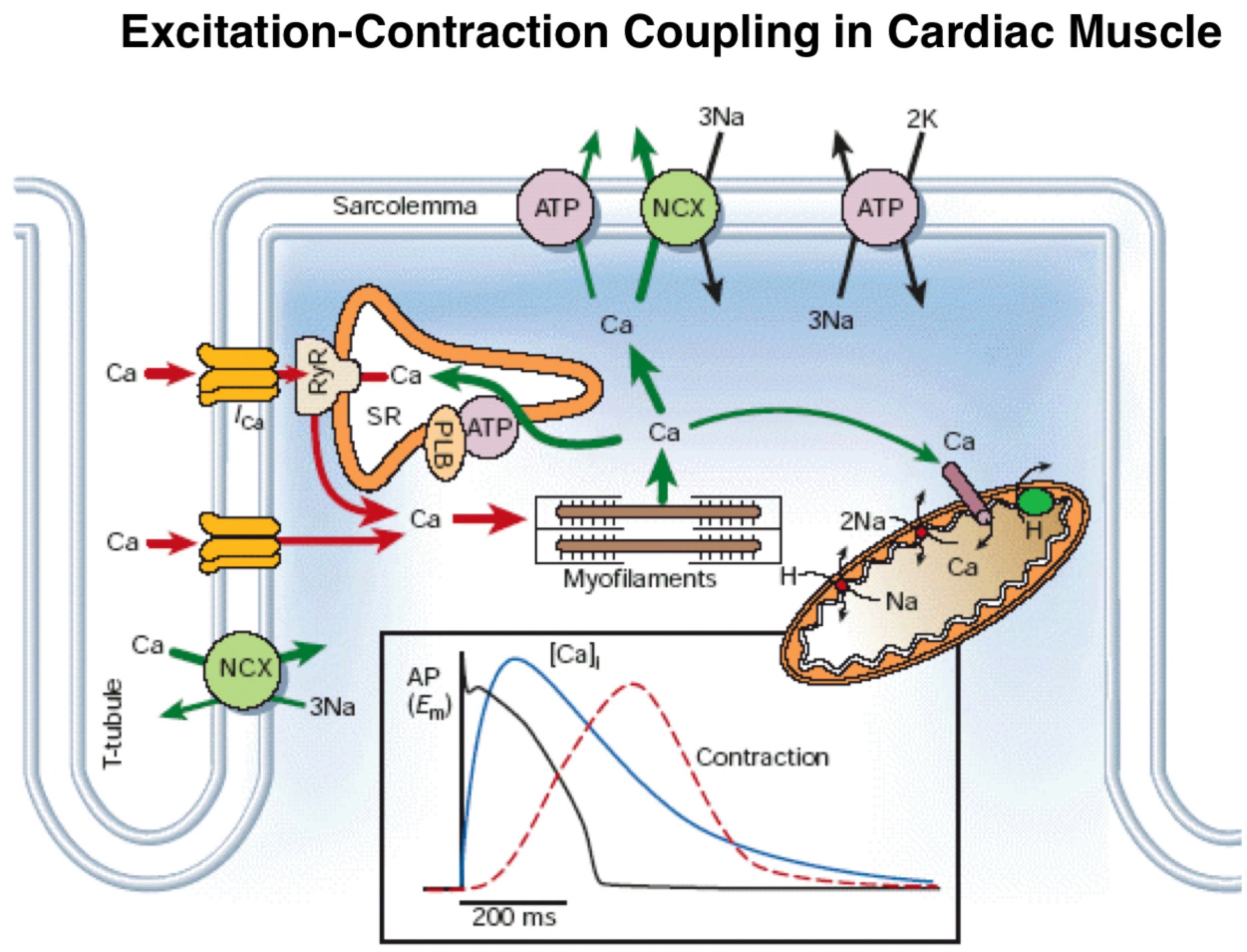 Calcium ions regulate the contraction of cardiac muscle:

* the entry of extracellular Ca2+ ions causes the relays of Ca from the sarcoplasmic reticulum, the source of 95% of the Ca in the systole