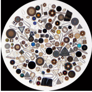 20-200 microns

Use silica (sustains its) for protection

Regions w/high nutrient concentrations 

Small surface area to volume ration:

need extra work at getting nutrients but need lots of them