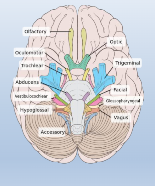 <p><span><br>• 12 pairs of nerves</span></p><p><br><span>• Emerge from the brain, rather than from segments</span><br><span>of the spinal cord</span></p><p><br><span>• Send motor commands to and receive sensory</span><br><span>information from the head and neck</span><br><br><span>Cranial nerves can be identified by:</span><br><span>• Rostro-caudal position (I-XII)</span><br><span>• Information type (sensory vs. motor)</span><br><span>• Function</span></p>