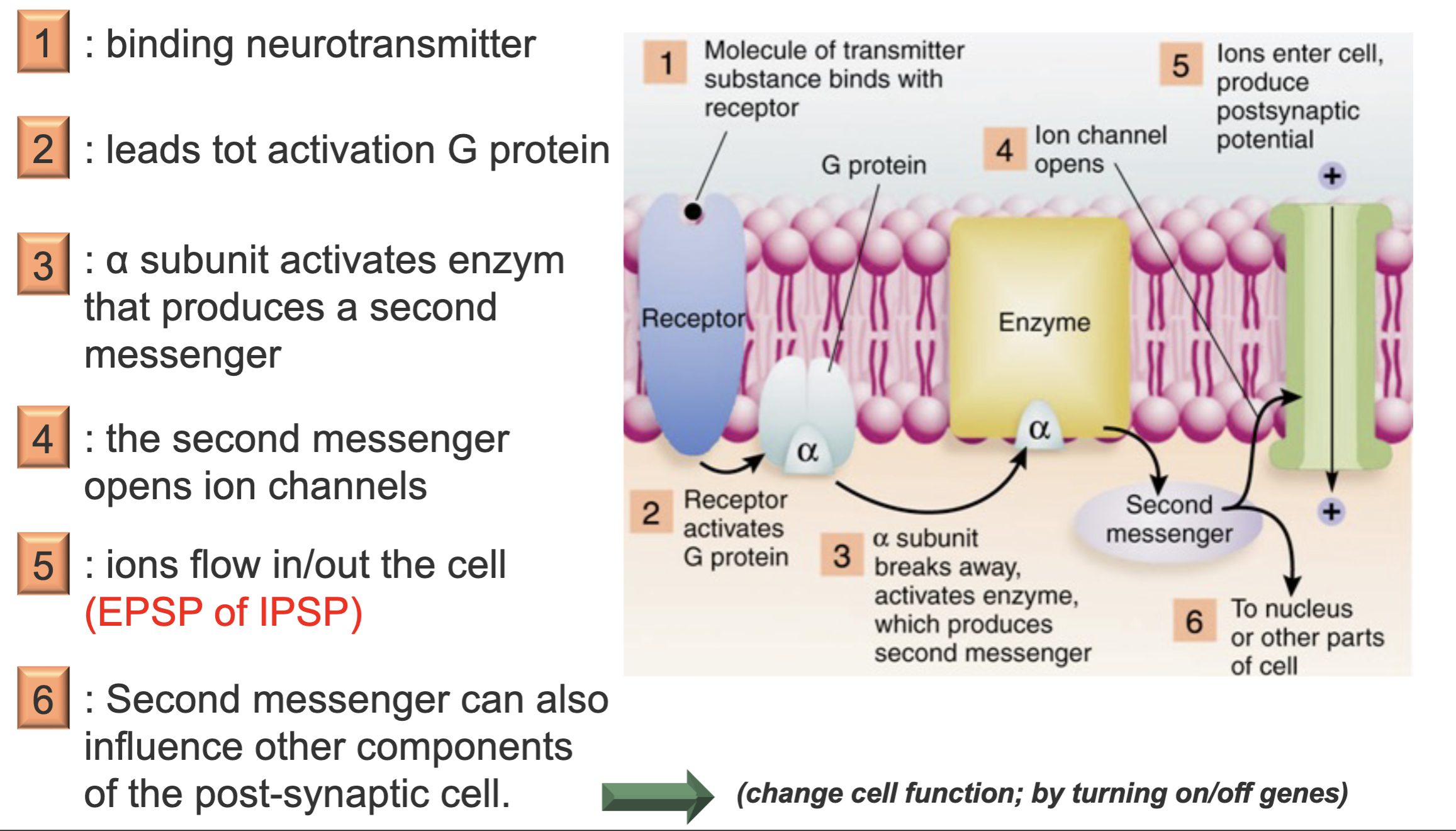 <p>these receptors are <mark data-color="green" style="background-color: green; color: inherit;">indirectly linked with </mark><mark data-color="red" style="background-color: red; color: inherit;">ion channels</mark> through signal transduction mechanisms, such as <mark data-color="red" style="background-color: red; color: inherit;">G protein</mark></p>