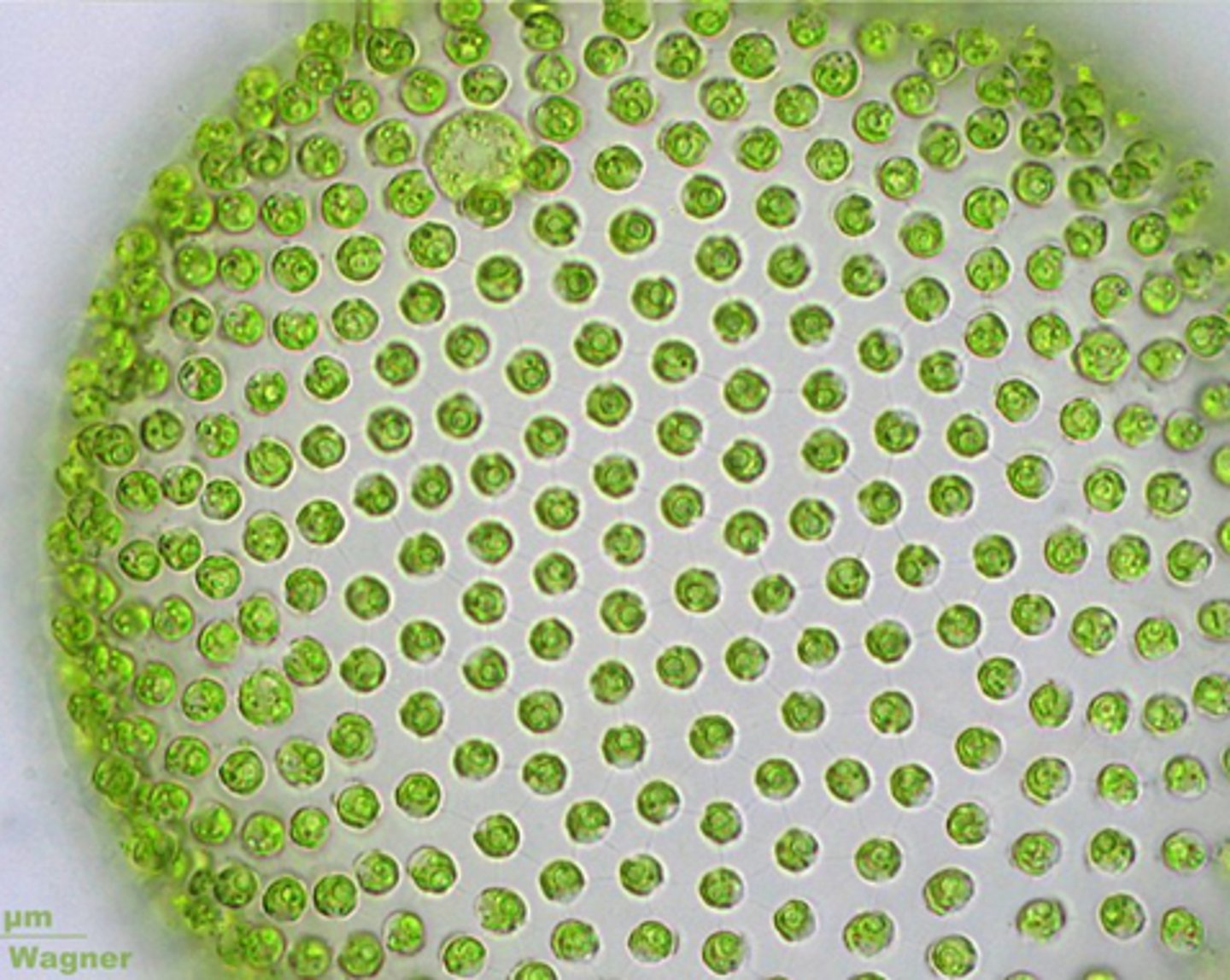 <p>Genetically identical cells that live together in close association, often for mutual benefit, but retain individual function</p><p>3 multiple choice options</p>