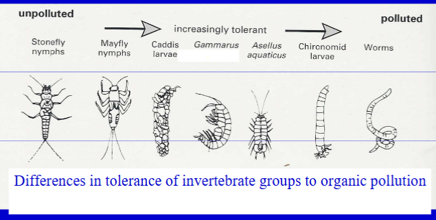 <p>Incorporate info on pollution tolerance/biological tolerance to provide overall measure of water quality (numerical value). </p>