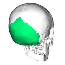 <p>occipital condyle, external occipital protuberance, foramen magnum</p>