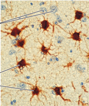 <ul><li><p>Support neurons and moderate their signaling</p></li><li><p>Insulate neuronal processes</p></li><li><p>Provide immune functions for the central nervous system (CNS)</p></li></ul>