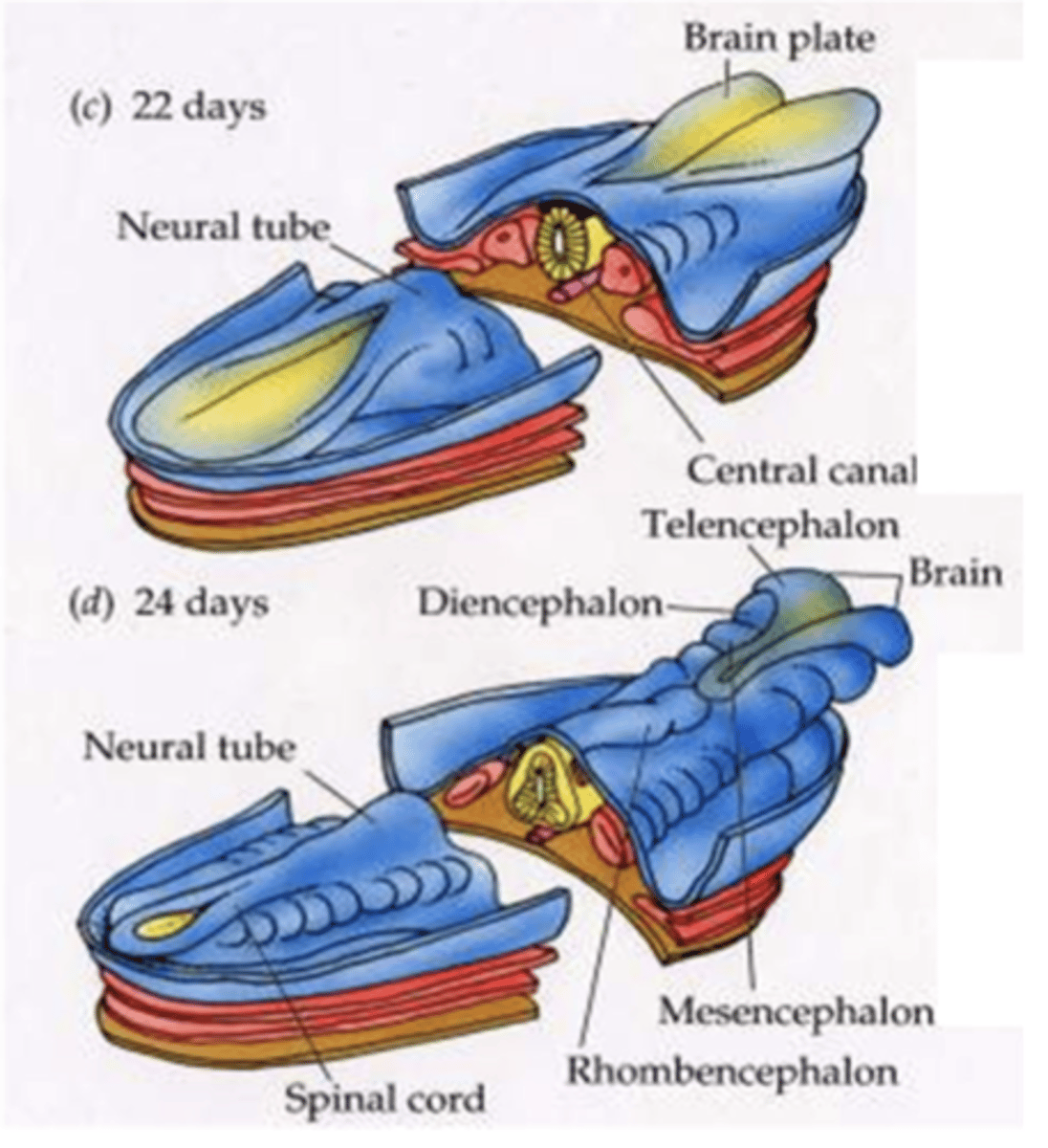 <p>closes along the length of the embryo making the neural tube</p>