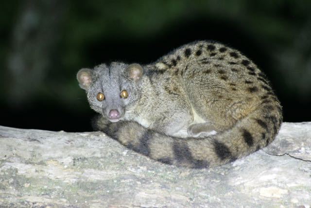 <p>African Palm civet</p>