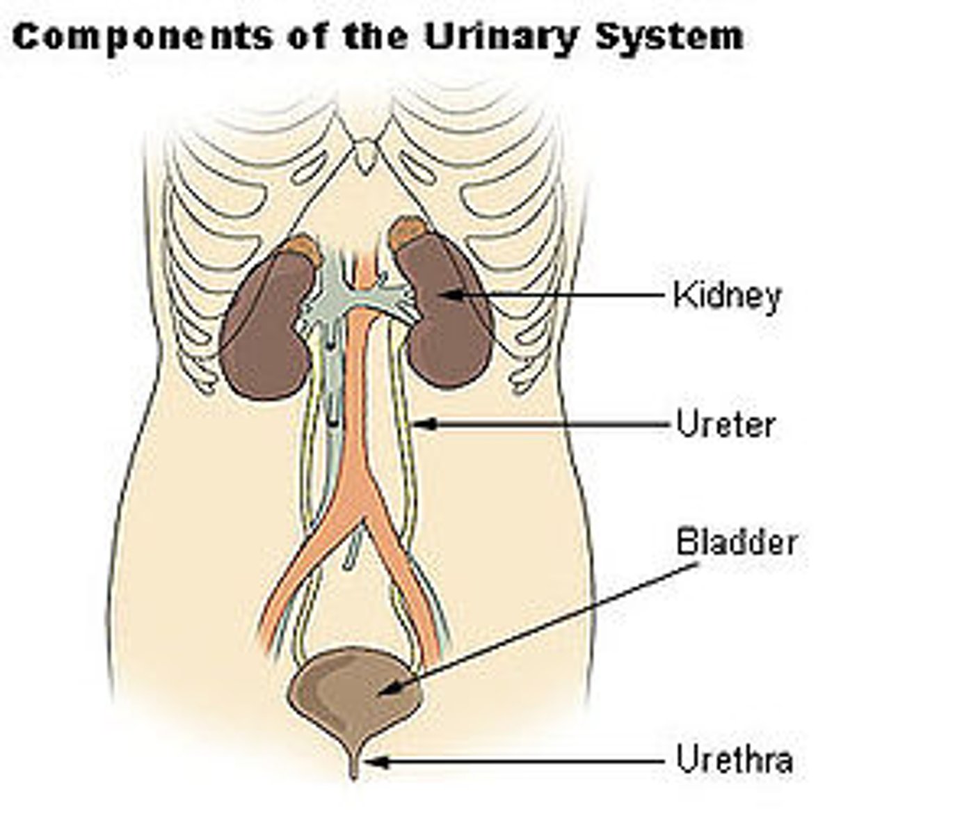 <p>Excretory system</p>