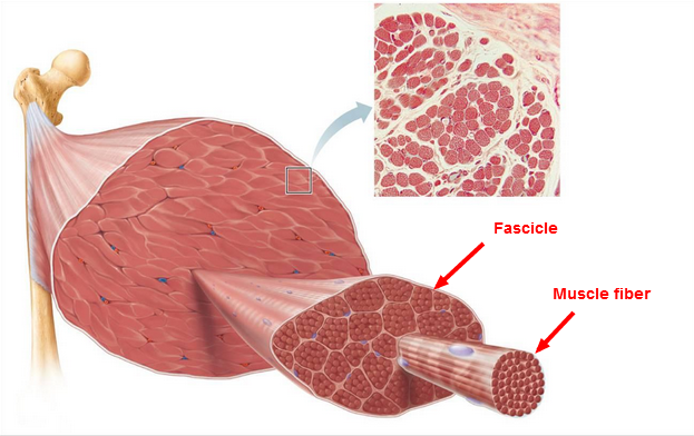 <p>bundles of skeletal muscle fibers within a muscle</p>