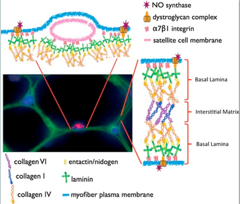 <p>How does the satellite cell actively remodel its niche (the basal lamina) to support asymmetric division?</p>