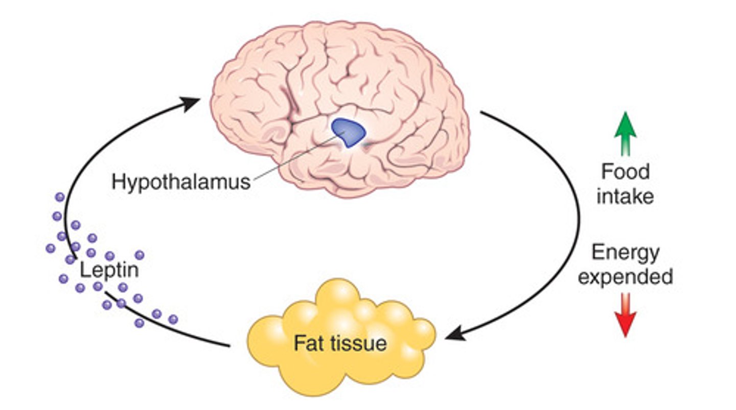 <p>(D) Leptin</p><p>Leptin is what signals your hypothalamus that you are full. Without this hormone, the mice never felt full.</p>