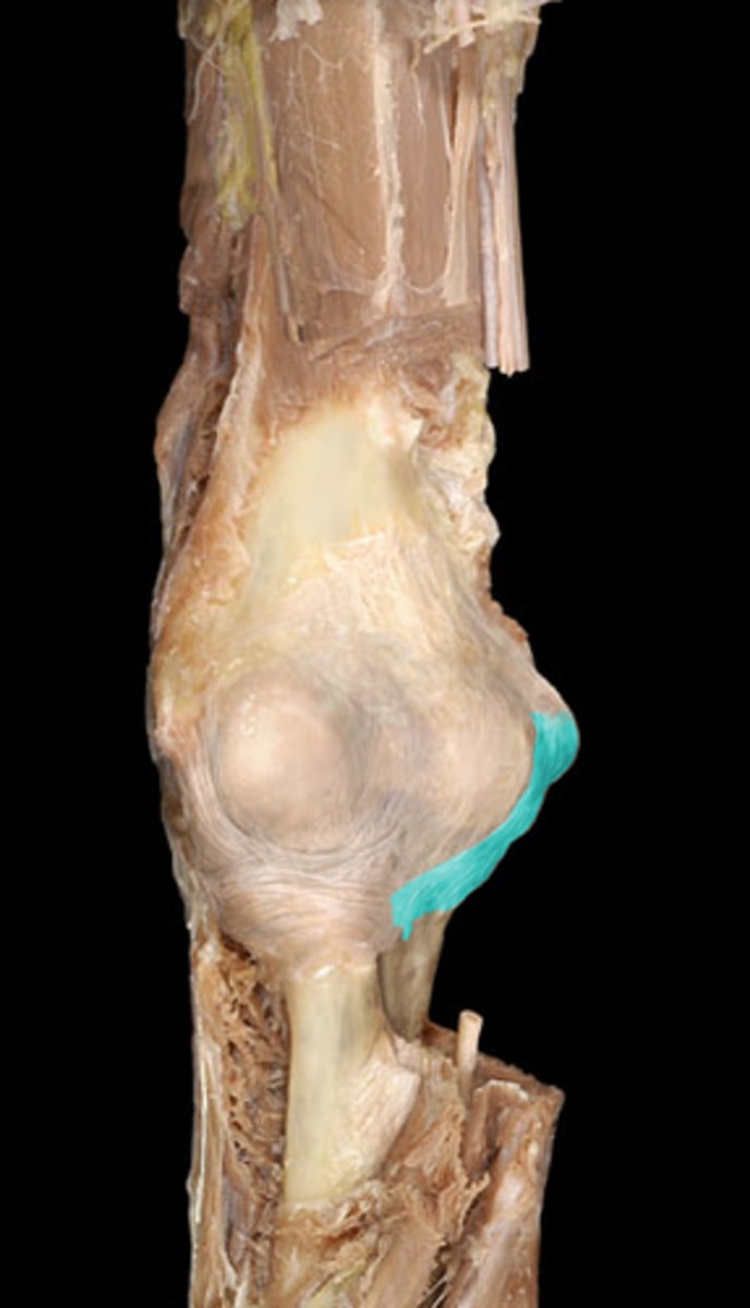 <p>Connects the medial epicondyle of the humerus to the ulna</p>