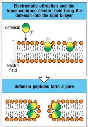 <p>Defensins are Amphipathic peptides containing a short chain of amino acids which have 2 different characteristics-one is hydrophobic and the other is hydrophilic so each separate on different sides of the molecule</p>