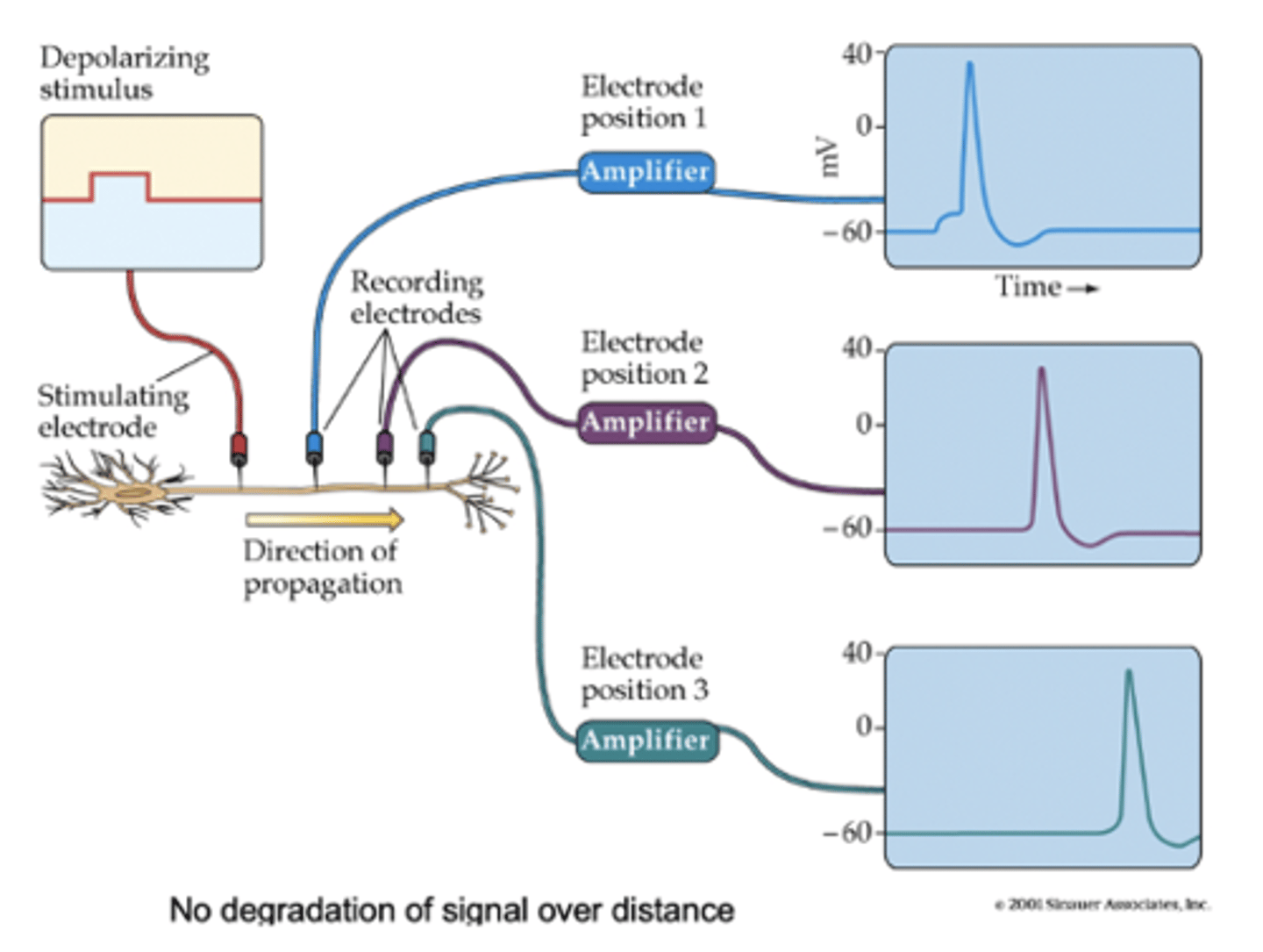 <p>no, regenerates at each point along the axon</p>