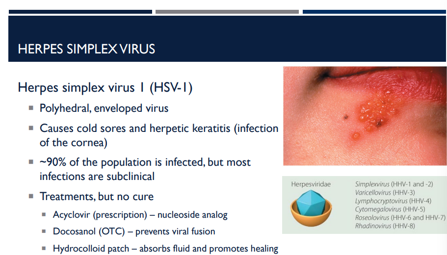 <p>Which virus has infected ~90% of the population, though most infections are subclinical?</p>