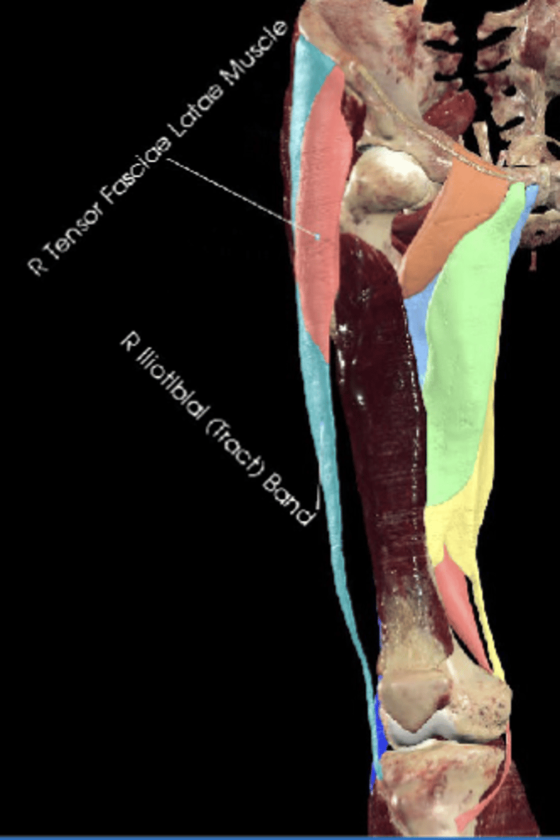 <p>Tensor fasciae latae (TFL) flexes, abducts, and ___ the hip</p>